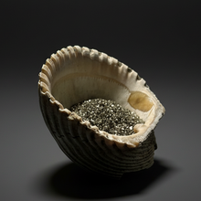 Load image into Gallery viewer, Bivalve (Pelecypoda) Fossil Sea Shell with Chalcopyrite | Mineralized Fossil Specimen | Indonesia
