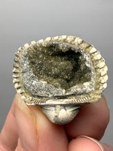 Load image into Gallery viewer, Bivalve (Pelecypoda) Fossil Sea Shell with Calcite Crystals and Chalcopyrite | Mineralized Fossil Specimen | Indonesia
