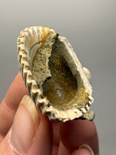 Load image into Gallery viewer, Bivalve (Pelecypoda) Fossil Sea Shell with Chalcopyrite | Mineralized Fossil Specimen | Indonesia
