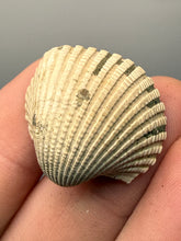 Load image into Gallery viewer, Bivalve (Pelecypoda) Fossil Sea Shell with Chalcopyrite | Mineralized Fossil Specimen | Indonesia

