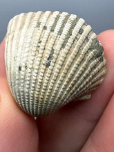 Load image into Gallery viewer, Bivalve (Pelecypoda) Fossil Sea Shell with Chalcopyrite | Mineralized Fossil Specimen | Indonesia
