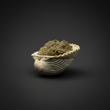 Load image into Gallery viewer, Bivalve (Pelecypoda) Fossil Sea Shell with Chalcopyrite | Mineralized Fossil Specimen | Indonesia
