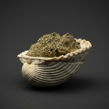 Load image into Gallery viewer, Bivalve (Pelecypoda) Fossil Sea Shell with Chalcopyrite | Mineralized Fossil Specimen | Indonesia

