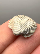 Load image into Gallery viewer, Bivalve (Pelecypoda) Fossil Sea Shell with Chalcopyrite | Mineralized Fossil Specimen | Indonesia
