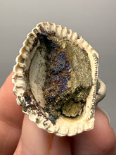 Load image into Gallery viewer, Bivalve (Pelecypoda) Fossil Sea Shell with Chalcopyrite | Mineralized Fossil Specimen | Indonesia
