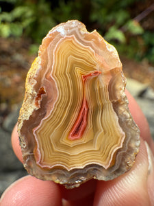 High-Grade Parallax Banded Laguna Agate – Bright Red & Yellow Crystal from Mexico