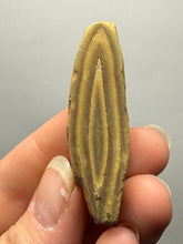 Load image into Gallery viewer, Stromatolite Fossil Slice | Ancient Microbial Reef Structure | Morocco
