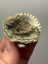 Load image into Gallery viewer, Bivalve (Pelecypoda) Fossil Sea Shell with Chalcopyrite | Mineralized Fossil Specimen | Indonesia
