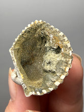 Load image into Gallery viewer, Bivalve (Pelecypoda) Fossil Sea Shell with Chalcopyrite | Mineralized Fossil Specimen | Indonesia
