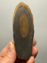 Load image into Gallery viewer, Stromatolite Fossil Slice | Ancient Microbial Reef Structure | Morocco
