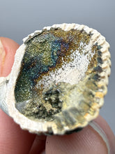 Load image into Gallery viewer, Bivalve (Pelecypoda) Fossil Sea Shell with Chalcopyrite | Mineralized Fossil Specimen | Indonesia

