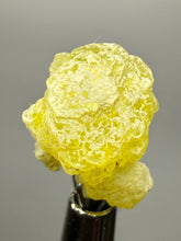 Load image into Gallery viewer, Vibrant Yellow Brucite Thumbnail Mineral Specimen | Collector Crystal from Killa Saifullah District in Balochistan Province, Pakistan
