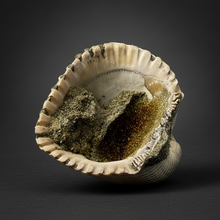 Load image into Gallery viewer, Bivalve (Pelecypoda) Fossil Sea Shell with Chalcopyrite | Mineralized Fossil Specimen | Indonesia
