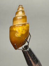 Load image into Gallery viewer, Agatized Gastropod Fossil Specimen | Morocco
