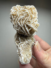Load image into Gallery viewer, Desert Rose Selenite (Gypsum) — Mineral Display Specimen | Mexico
