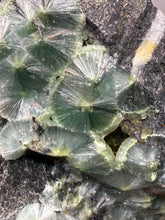 Load image into Gallery viewer, High-Grade Green Wavellite Collectors Specimen - Radiating Botryoidal Crystal Formation - Arkansas, USA
