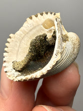 Load image into Gallery viewer, Bivalve (Pelecypoda) Fossil Sea Shell with Chalcopyrite | Mineralized Fossil Specimen | Indonesia
