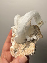 Load image into Gallery viewer, Moroccan Ram’s Horn Selenite (Gypsum) Crystal Display Specimen
