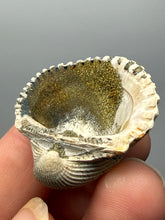Load image into Gallery viewer, Bivalve (Pelecypoda) Fossil Sea Shell with Chalcopyrite | Mineralized Fossil Specimen | Indonesia
