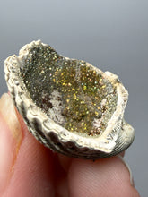 Load image into Gallery viewer, Bivalve (Pelecypoda) Fossil Sea Shell with Chalcopyrite | Mineralized Fossil Specimen | Indonesia

