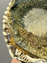 Load image into Gallery viewer, Bivalve (Pelecypoda) Fossil Sea Shell with Chalcopyrite | Mineralized Fossil Specimen | Indonesia
