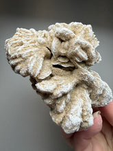 Load image into Gallery viewer, Desert Rose Selenite (Gypsum) — Mineral Display Specimen | Mexico

