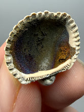 Load image into Gallery viewer, Bivalve (Pelecypoda) Fossil Sea Shell with Chalcopyrite | Mineralized Fossil Specimen | Indonesia
