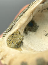 Load image into Gallery viewer, Bivalve (Pelecypoda) Fossil Sea Shell with Chalcopyrite | Mineralized Fossil Specimen | Indonesia
