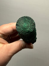 Load image into Gallery viewer, 7.3” Museum-Grade Druzy Malachite Stalactite “Cave” Formation | DR Congo | Mineral Collector Specimen
