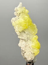 Load image into Gallery viewer, Vibrant Yellow Brucite Thumbnail Mineral Specimen | Collector Crystal from Killa Saifullah District in Balochistan Province, Pakistan
