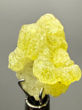 Load image into Gallery viewer, Vibrant Yellow Brucite Thumbnail Mineral Specimen | Collector Crystal from Killa Saifullah District in Balochistan Province, Pakistan
