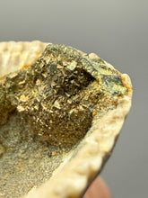 Load image into Gallery viewer, Bivalve (Pelecypoda) Fossil Sea Shell with Chalcopyrite | Mineralized Fossil Specimen | Indonesia
