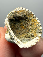 Load image into Gallery viewer, Bivalve (Pelecypoda) Fossil Sea Shell with Chalcopyrite | Mineralized Fossil Specimen | Indonesia
