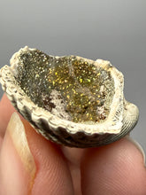 Load image into Gallery viewer, Bivalve (Pelecypoda) Fossil Sea Shell with Chalcopyrite | Mineralized Fossil Specimen | Indonesia
