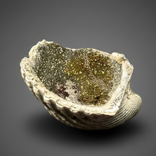 Load image into Gallery viewer, Bivalve (Pelecypoda) Fossil Sea Shell with Chalcopyrite | Mineralized Fossil Specimen | Indonesia
