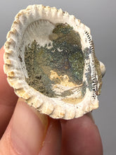 Load image into Gallery viewer, Bivalve (Pelecypoda) Fossil Sea Shell with Chalcopyrite | Mineralized Fossil Specimen | Indonesia
