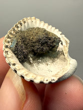 Load image into Gallery viewer, Bivalve (Pelecypoda) Fossil Sea Shell with Chalcopyrite | Mineralized Fossil Specimen | Indonesia
