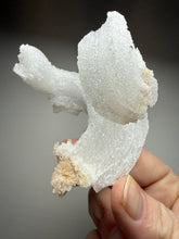 Load image into Gallery viewer, Moroccan Ram’s Horn Selenite (Gypsum) Crystal Display Specimen
