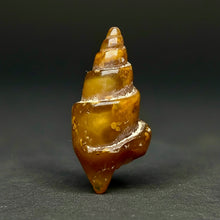 Load image into Gallery viewer, Agatized Gastropod Fossil Specimen | Morocco
