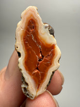 Load image into Gallery viewer, Lot of 4 Small Malawi Agate Halves – Polished Rare Colorful Collector Specimens
