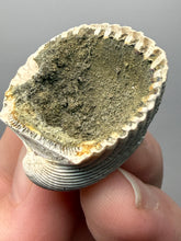 Load image into Gallery viewer, Bivalve (Pelecypoda) Fossil Sea Shell with Chalcopyrite | Mineralized Fossil Specimen | Indonesia
