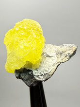 Load image into Gallery viewer, Vibrant Yellow Brucite Thumbnail Mineral Specimen | Collector Crystal from Killa Saifullah District in Balochistan Province, Pakistan
