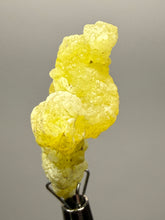 Load image into Gallery viewer, Vibrant Yellow Brucite Thumbnail Mineral Specimen | Collector Crystal from Killa Saifullah District in Balochistan Province, Pakistan
