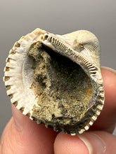 Load image into Gallery viewer, Bivalve (Pelecypoda) Fossil Sea Shell with Chalcopyrite | Mineralized Fossil Specimen | Indonesia
