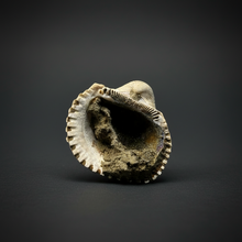 Load image into Gallery viewer, Bivalve (Pelecypoda) Fossil Sea Shell with Chalcopyrite | Mineralized Fossil Specimen | Indonesia

