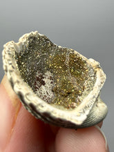Load image into Gallery viewer, Bivalve (Pelecypoda) Fossil Sea Shell with Chalcopyrite | Mineralized Fossil Specimen | Indonesia

