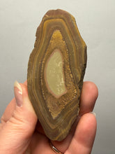 Load image into Gallery viewer, Stromatolite Fossil Slice | Ancient Microbial Reef Structure | Morocco
