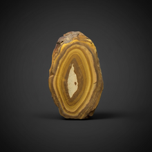 Load image into Gallery viewer, Stromatolite Fossil Slice | Ancient Microbial Reef Structure | Morocco
