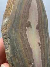 Load image into Gallery viewer, Stromatolite Fossil Slice | Ancient Microbial Reef Structure | Morocco
