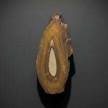 Load image into Gallery viewer, Stromatolite Fossil Slice | Ancient Microbial Reef Structure | Morocco
